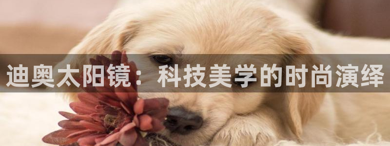 新宝5苹果手机下载
